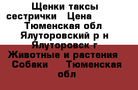 Щенки таксы- сестрички › Цена ­ 2 000 - Тюменская обл., Ялуторовский р-н, Ялуторовск г. Животные и растения » Собаки   . Тюменская обл.